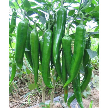 HP03 Sehui dunkelgrün F1 Hybrid Peperoni / Chilisamen in Gemüsesamen